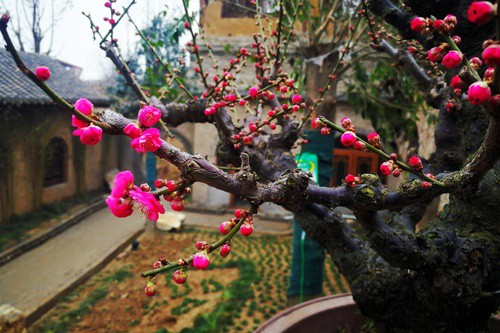 鄭州建業中原文化小鎮之櫻桃溝足球小鎮含苞待放的梅花盆景。